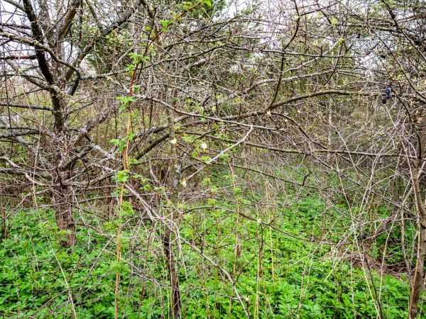 Cost of Underbrush Clearing in College Station