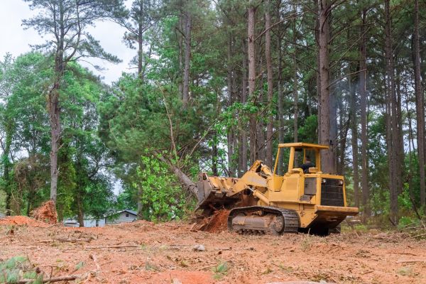 Cost of Forest Thinning in College Station