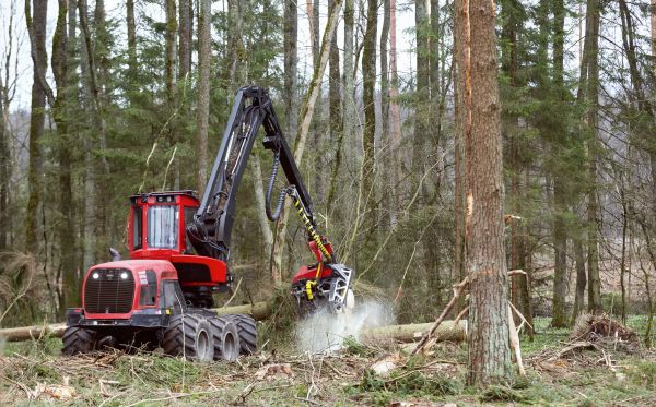 Cost of Forest Clearance Service in College Station