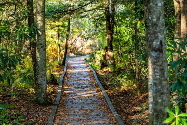 Cost of Trail Clearing in College Station